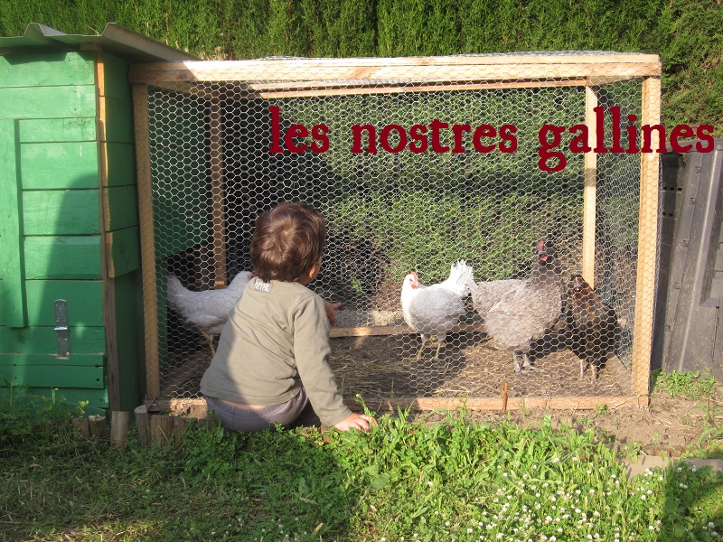 el fredolic - gallines al jardí